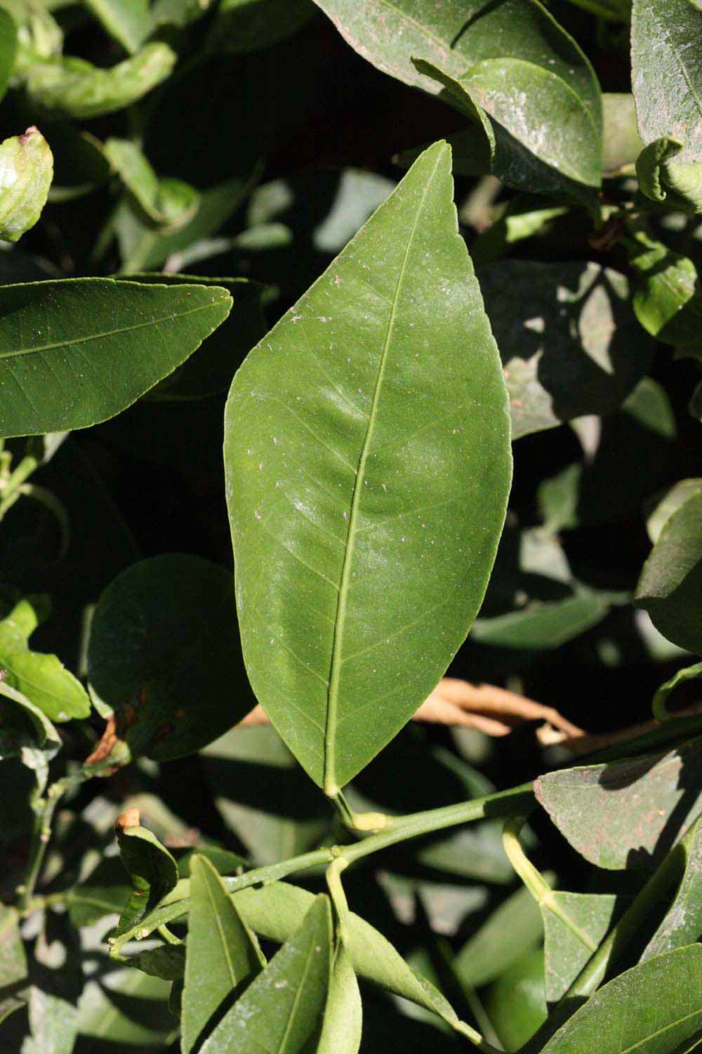             Unifoliolate leaf (Riverside, CA)       